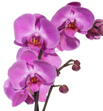 Lilla orkidè sammenplanting S